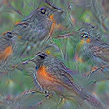 n01558993 robin, American robin, Turdus migratorius